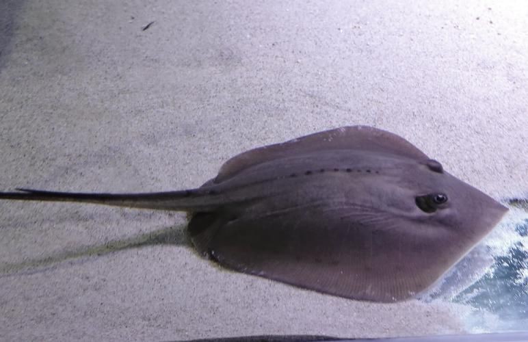 魟魚懷孕的跡象圖片