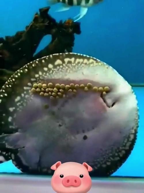 魟魚懷孕的跡象圖片