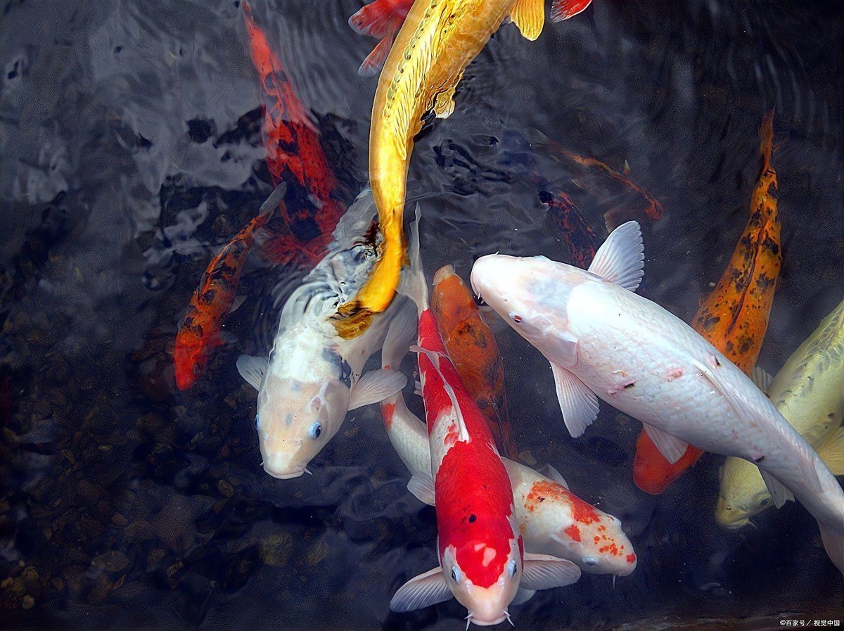 錦鯉魚的寓意和象征