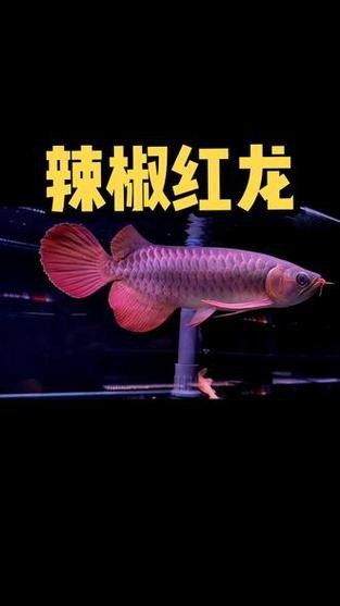 給我一些關于綠皮辣椒紅龍的圖片