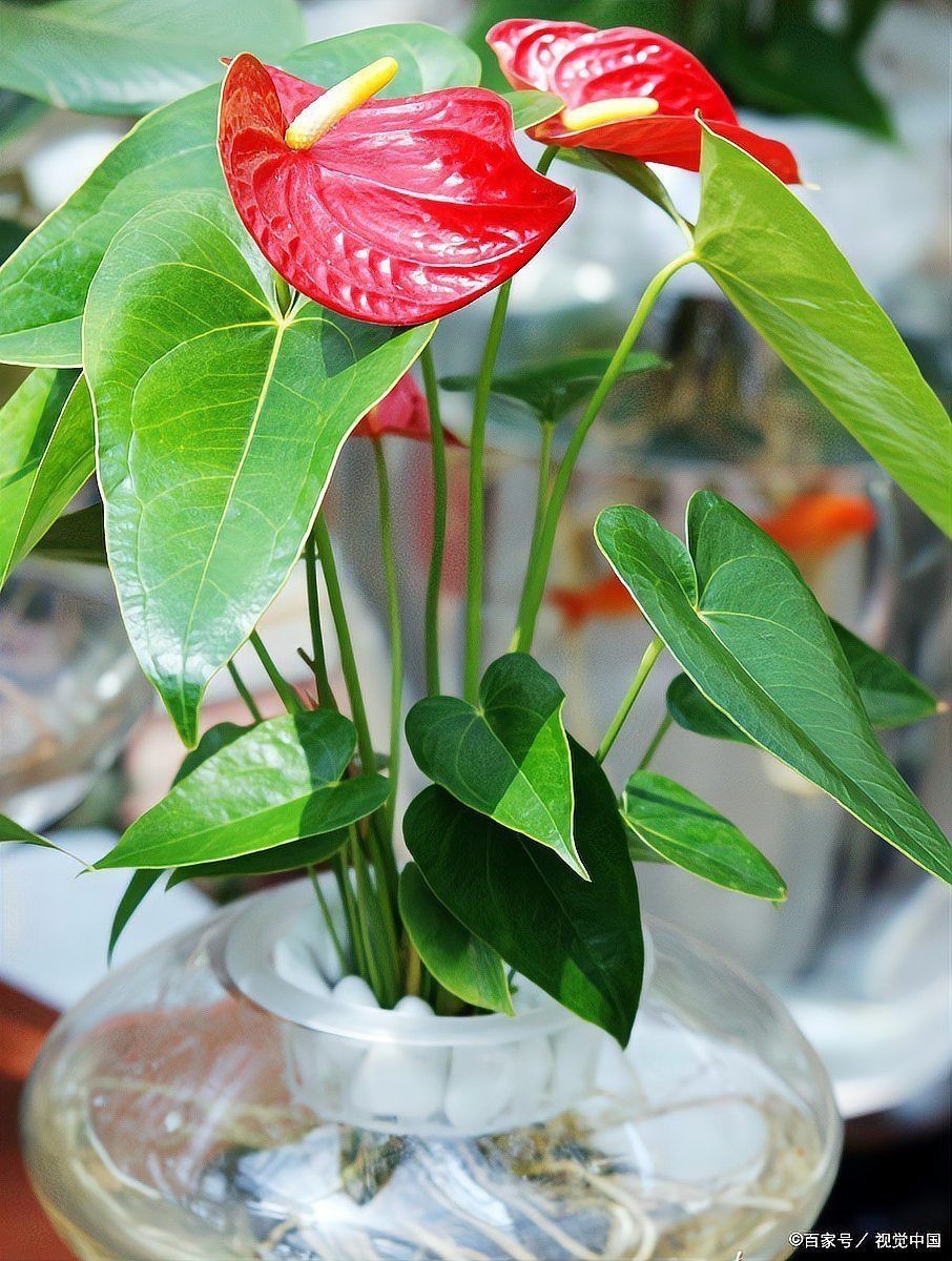 紅老虎養(yǎng)久了會(huì)得白血病嗎