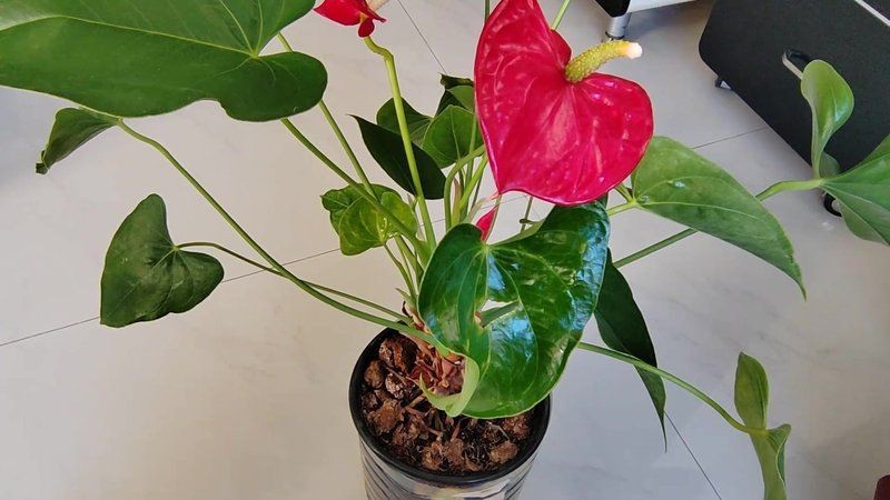 紅老虎養(yǎng)久了會(huì)得白血病嗎