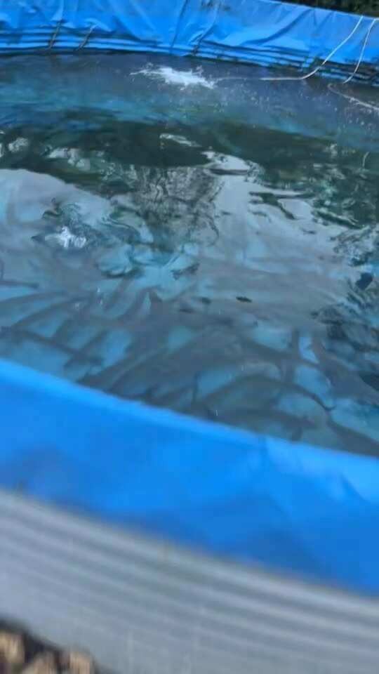 翹嘴魚多少錢一斤 翹嘴魚多少錢一斤 龍魚論壇 第7張