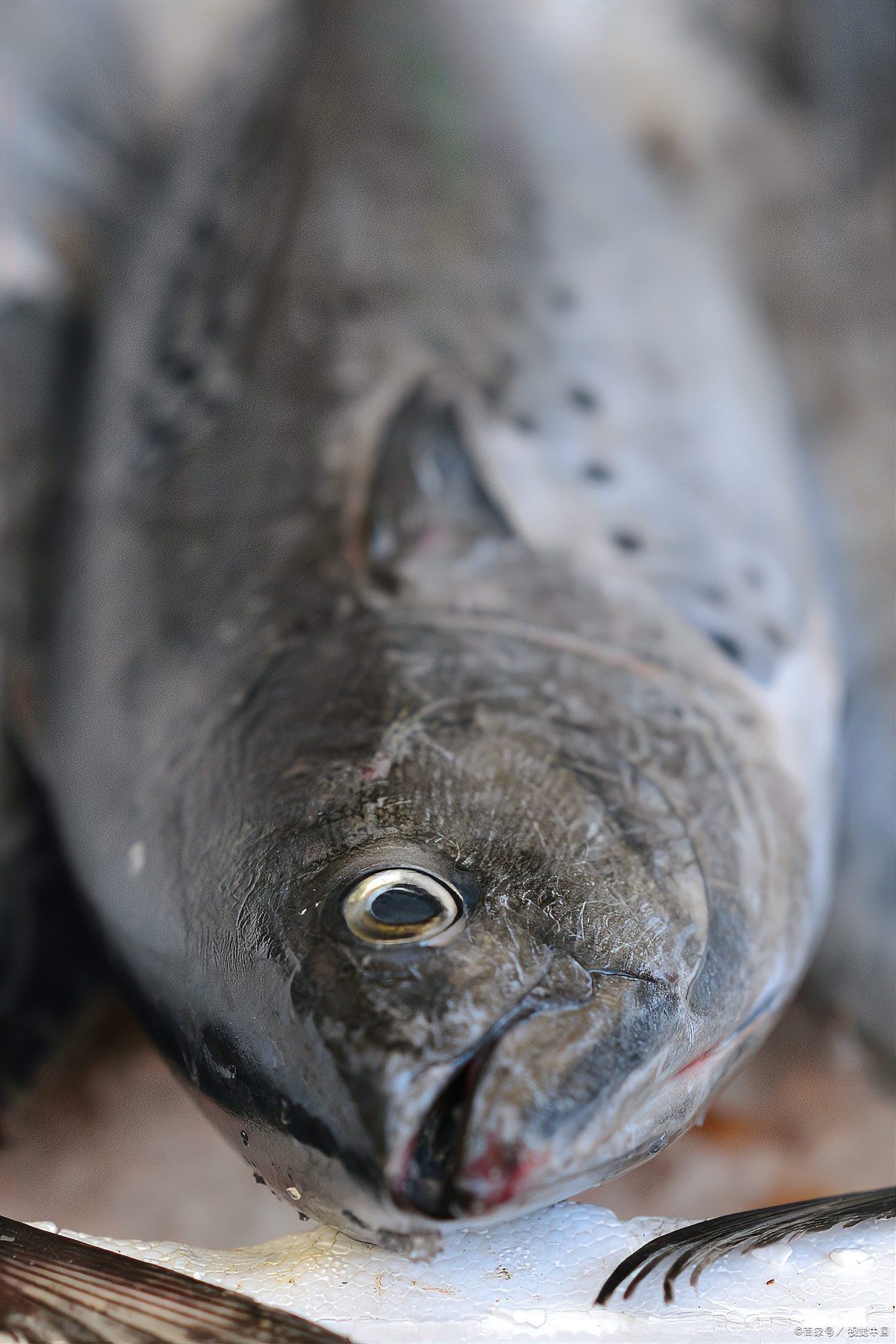 翹嘴魚多少錢一斤 翹嘴魚多少錢一斤 龍魚論壇 第5張