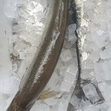 翹嘴魚多少錢一斤 翹嘴魚多少錢一斤 龍魚論壇 第6張