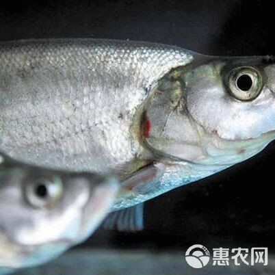 翹嘴魚多少錢一斤 翹嘴魚多少錢一斤 龍魚論壇 第9張