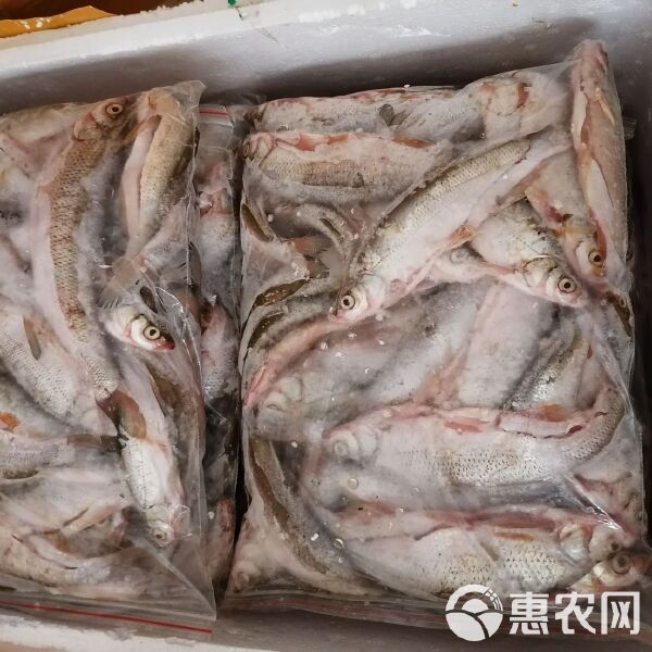 翹嘴魚多少錢一斤 翹嘴魚多少錢一斤 龍魚論壇 第8張
