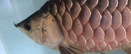 龍魚躺缸底魚鰓不動(dòng)了什么原因 龍魚躺缸底魚鰓不動(dòng)了什么原因 龍魚百科 第1張