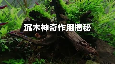 龍魚缸放沉木好還是不放好