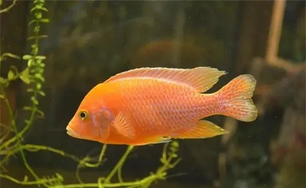 龍魚缸放沉木好還是不放好