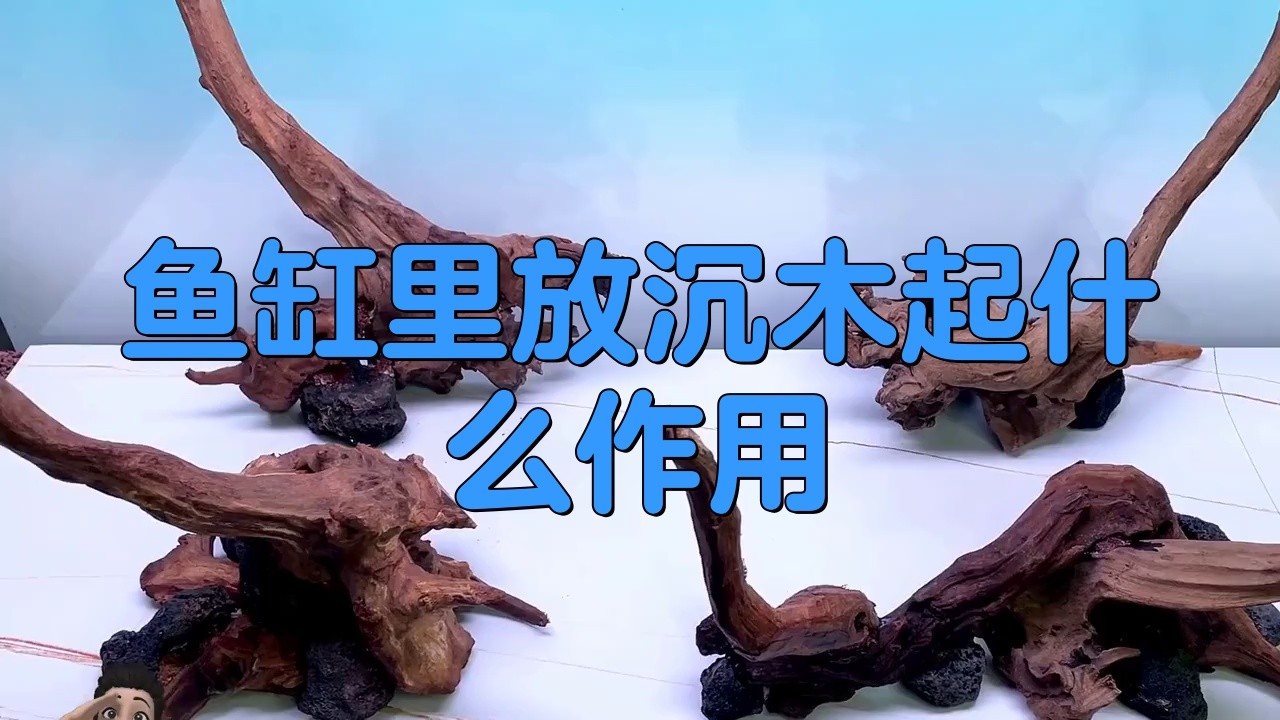 龍魚缸放沉木好還是不放好