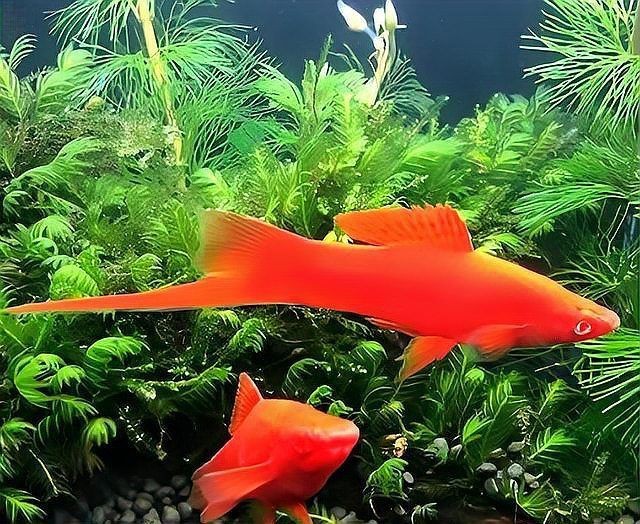 紅箭魚最不值錢的顏色