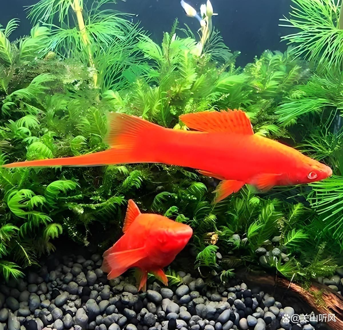 紅箭魚最不值錢的顏色