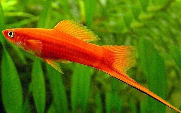 紅箭魚最不值錢的顏色