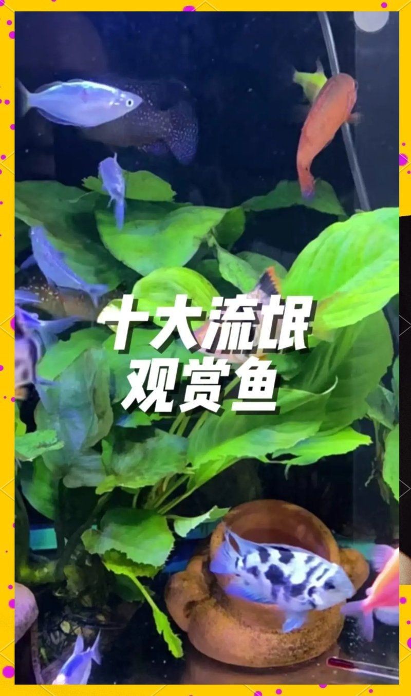 虎皮魚是吉魚還是兇魚