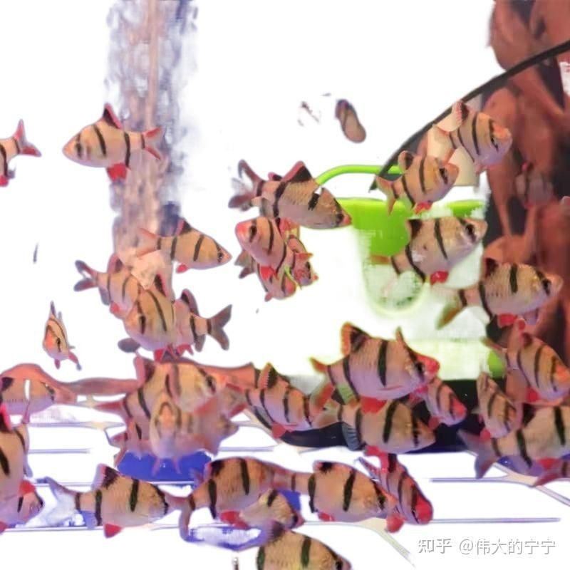 虎皮魚是吉魚還是兇魚
