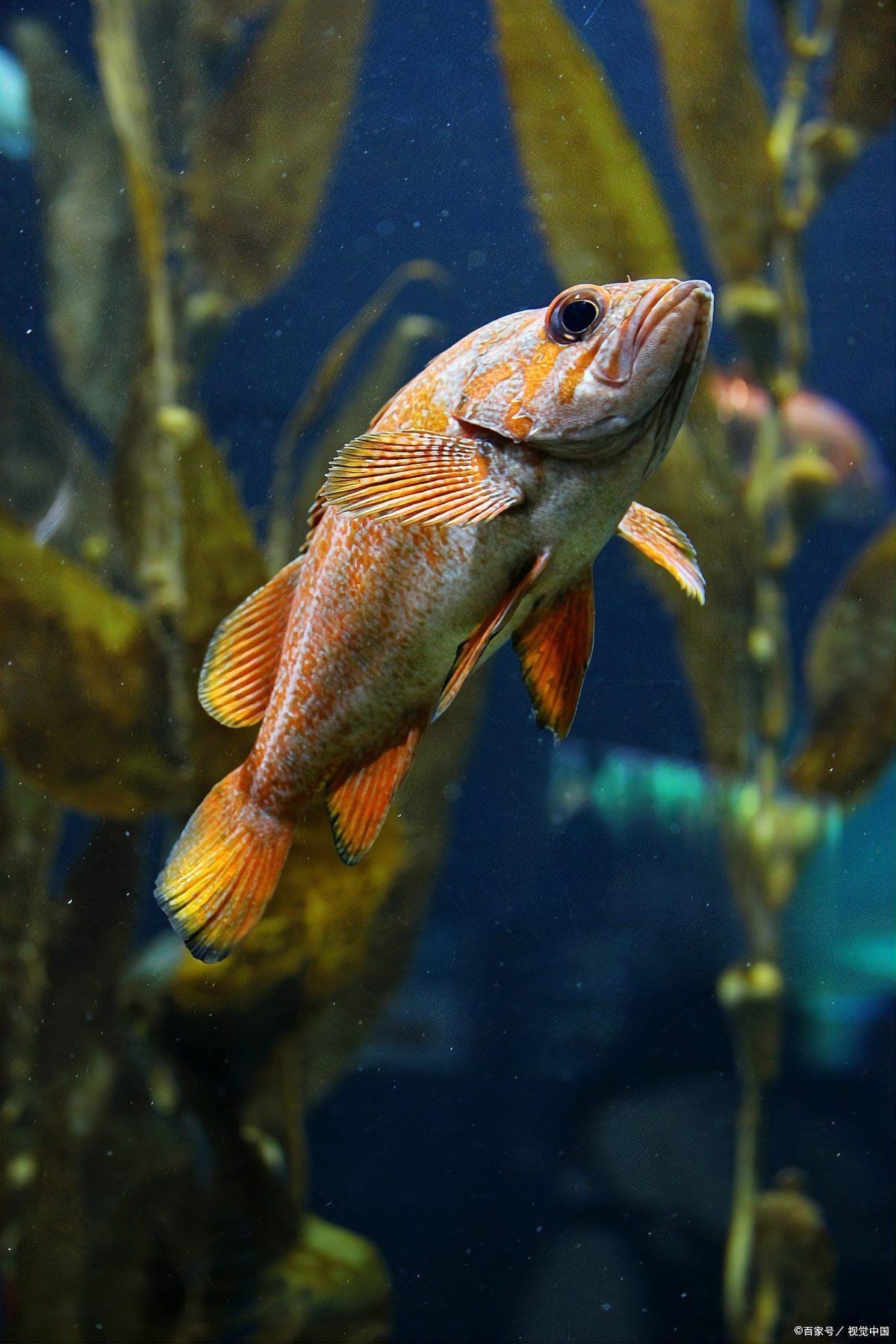虎皮魚是吉魚還是兇魚