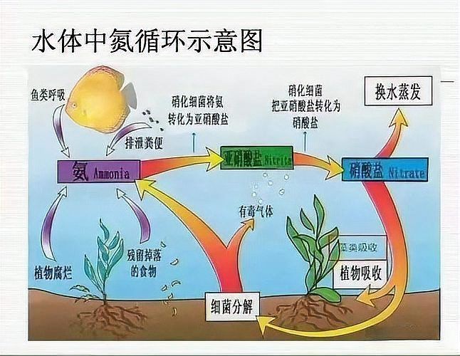 和尚魚觀賞魚怎么養