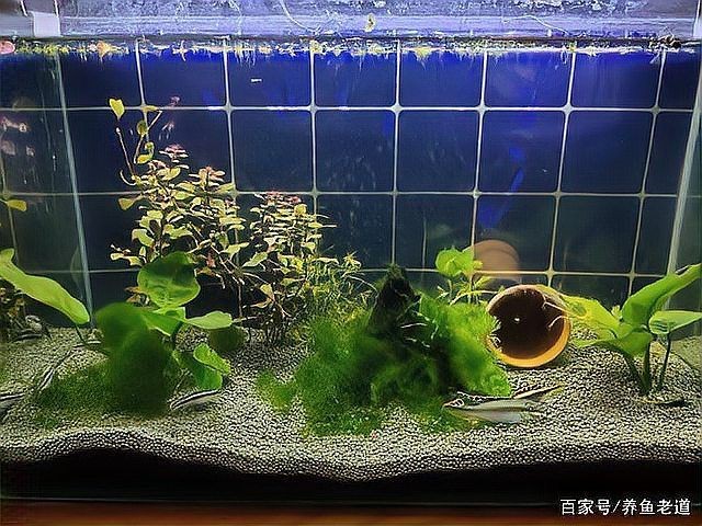 和尚魚觀賞魚怎么養
