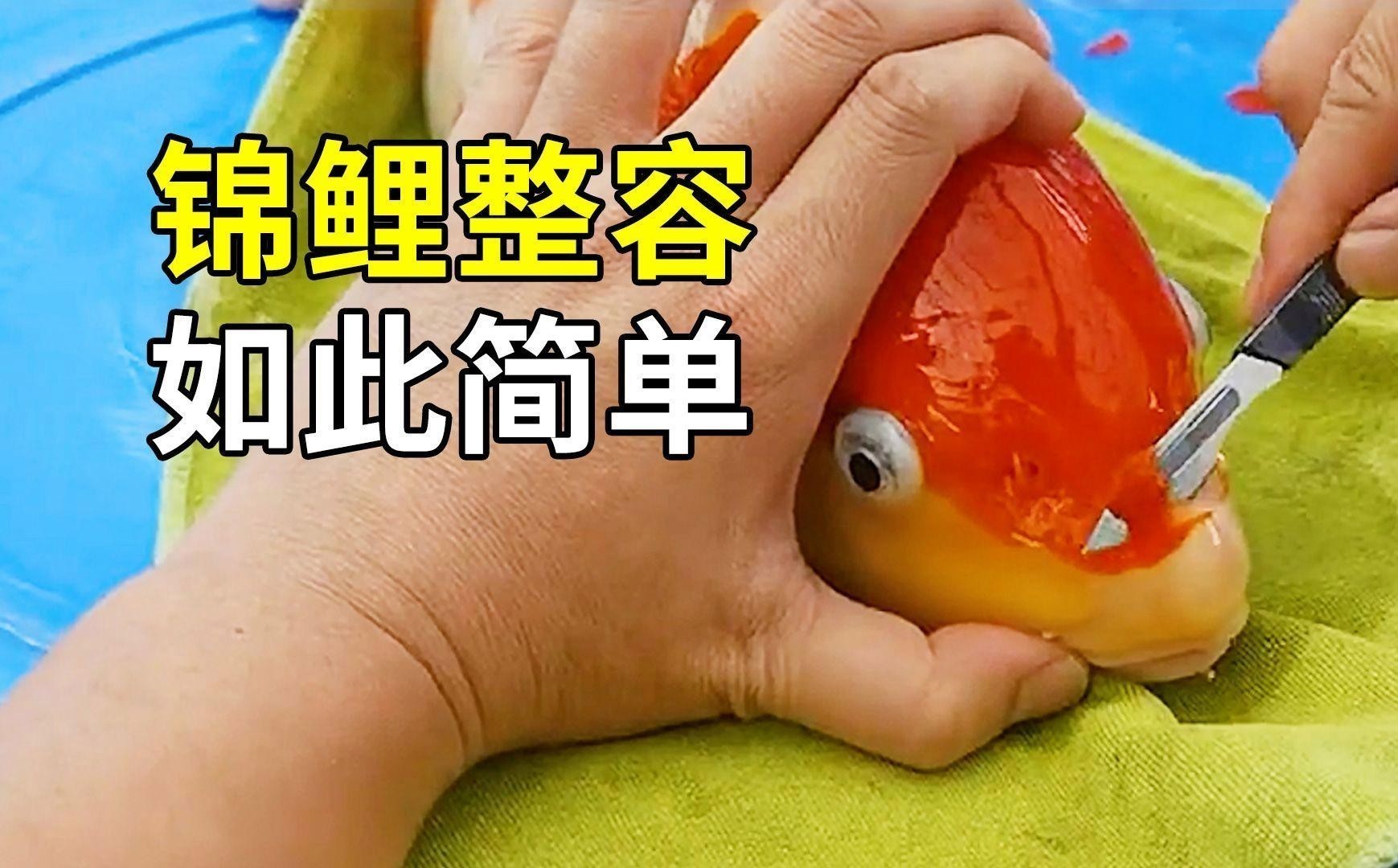 錦鯉和龍魚哪個(gè)更受歡迎？