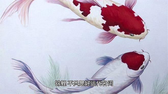 錦鯉和龍魚哪個(gè)更受歡迎？