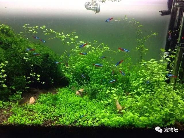 錦鯉和龍魚哪個(gè)更受歡迎？
