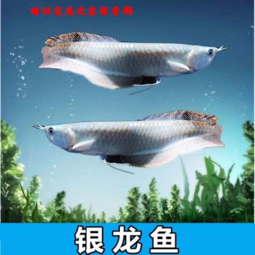 金龍魚小苗圖片大全
