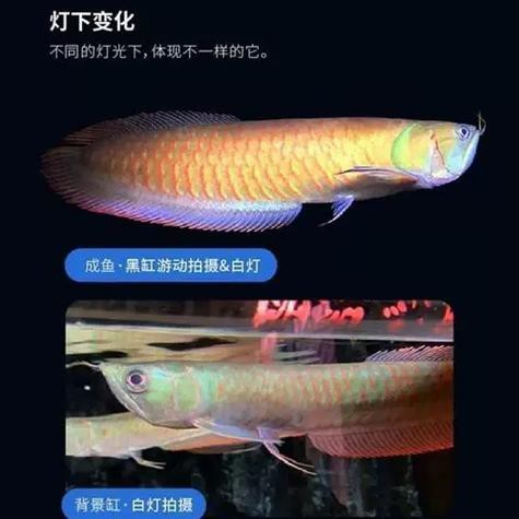金龍魚小苗圖片大全