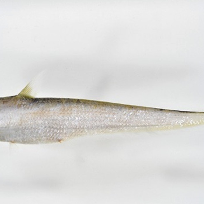 刀魚有幾種叫法
