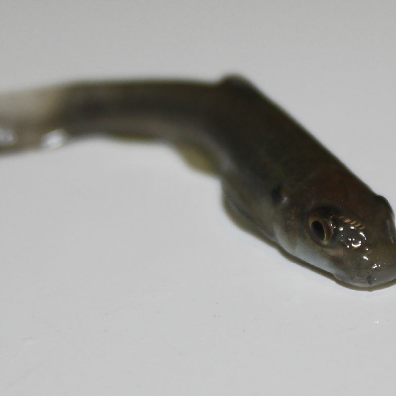 淡紅墨頭魚