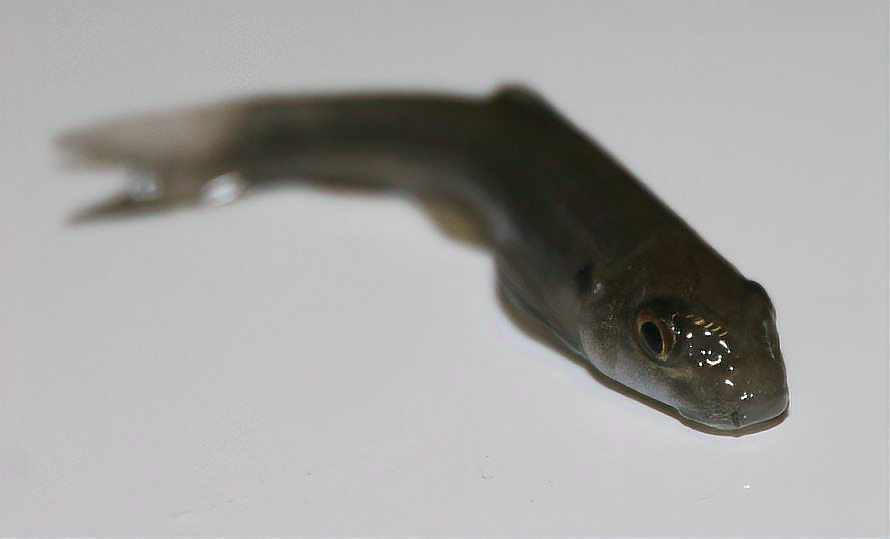 淡紅墨頭魚