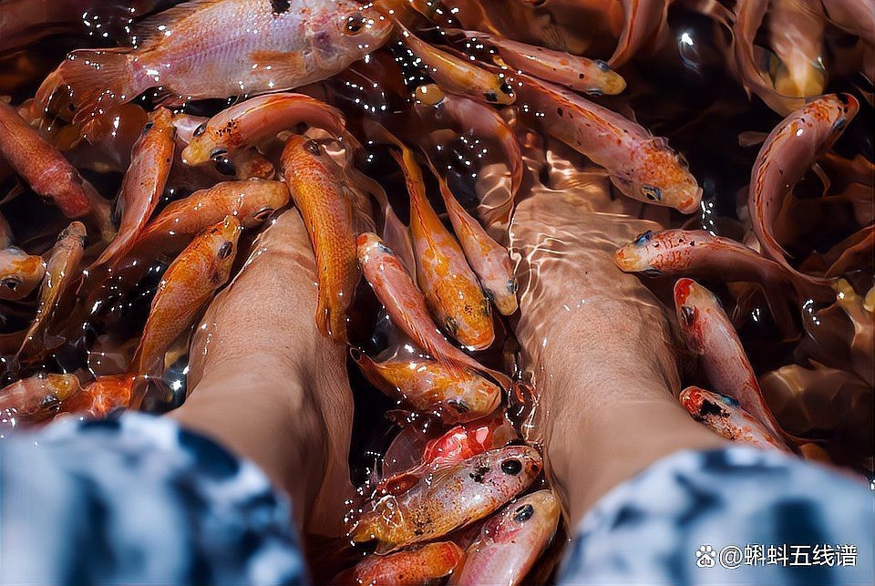淡紅墨頭魚