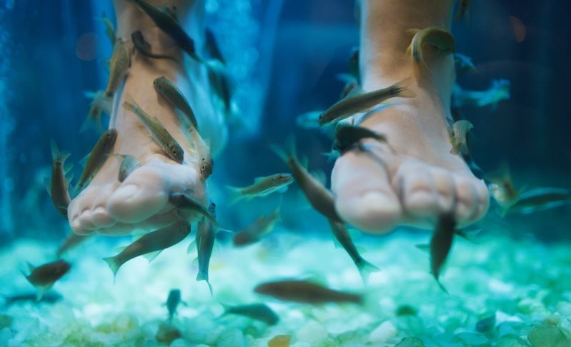 淡紅墨頭魚