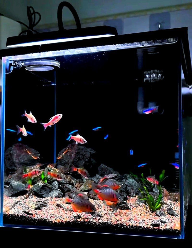 觀賞魚交流群