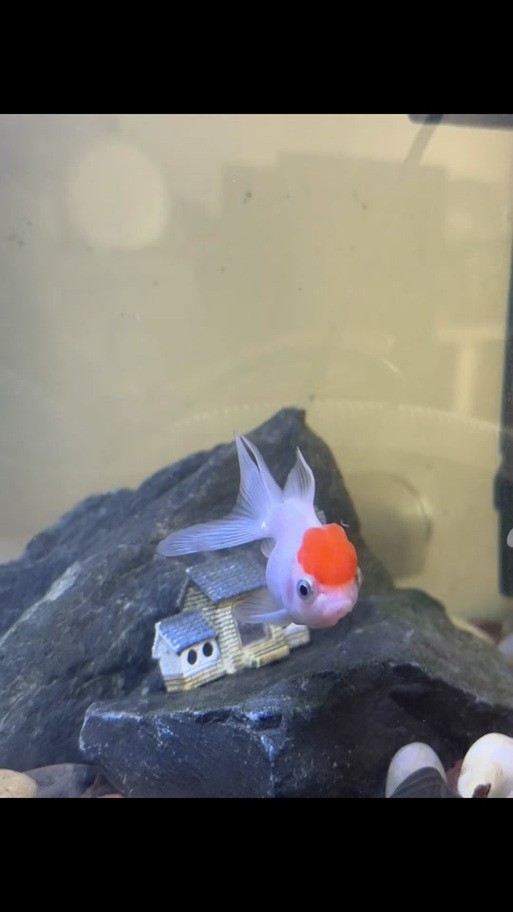 紅龍魚(yú)有多少個(gè)品種圖片