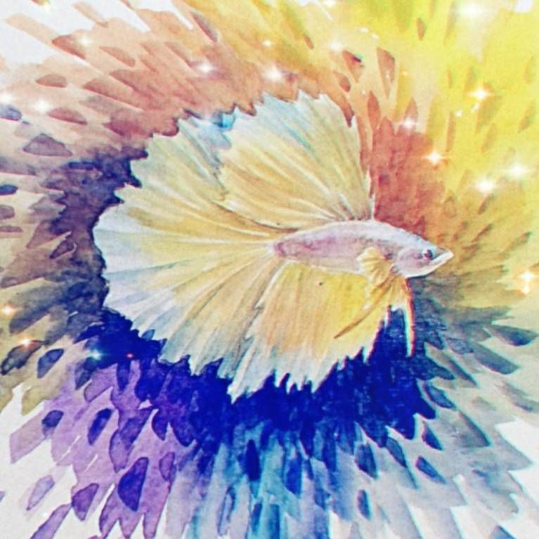 紅眼孔雀魚最忌三個東西