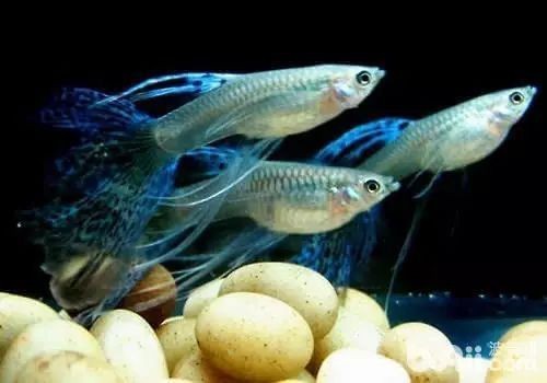 紅眼孔雀魚最忌三個東西