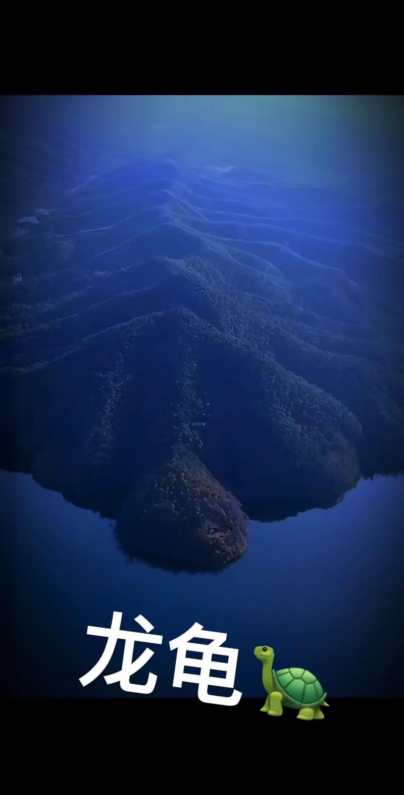 能否提供更多關于真龍大地的圖片？
