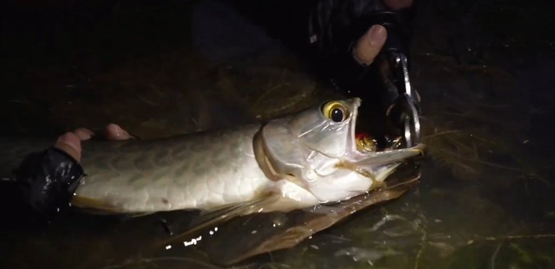 養(yǎng)龍魚(yú)真的可以改變風(fēng)水嗎知乎