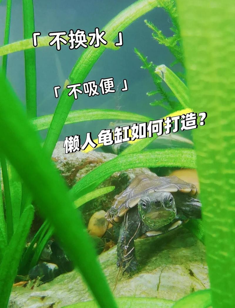 龍龜放魚缸的正確方法