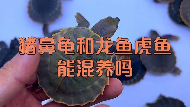 龍魚和龜一起養(yǎng)的優(yōu)缺點(diǎn)