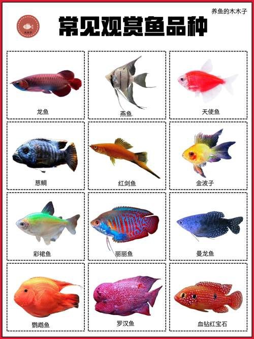 給我推薦幾家專業的水族商家