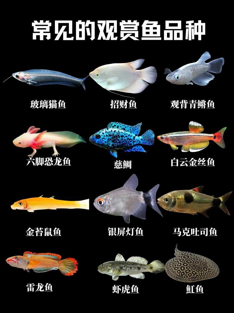 給我推薦幾家專業的水族商家