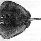 魟魚(yú)是鰩魚(yú)還是鰩魚(yú)