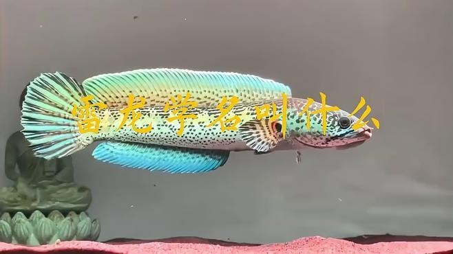 雷龍魚的學名