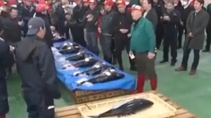 四紋虎魚最貴三個品種