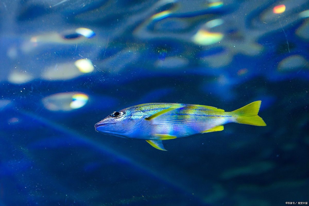 深海龍魚發(fā)光觸須的工作原理是什么？