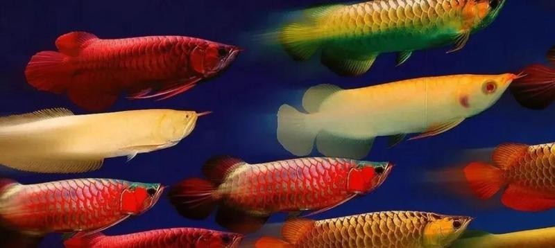 家里養(yǎng)的龍魚懷孕了（曼龍魚懷孕了是什么樣-龍魚懷孕多久產(chǎn)卵）