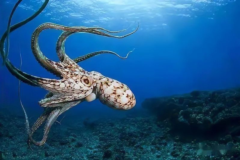 地圖魚智商多高