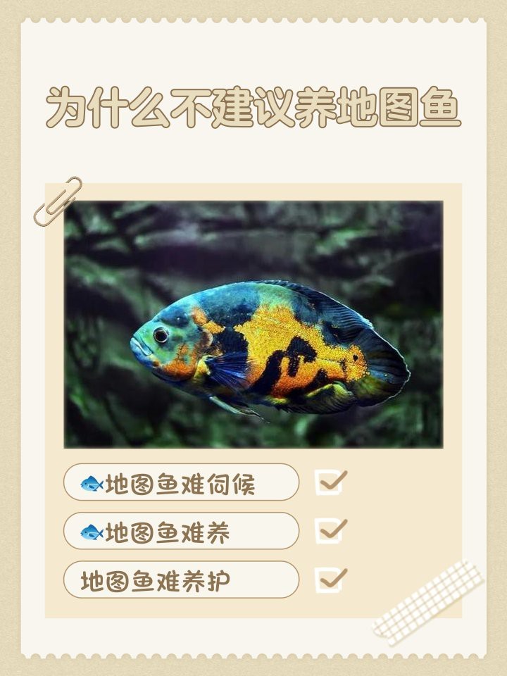 地圖魚智商多高